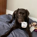 Steinway Court Veterinarian