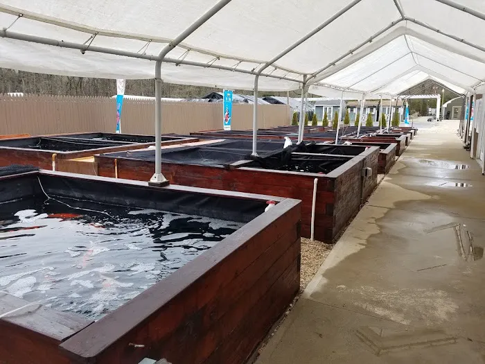 Kodama Koi Garden NY Picture 6