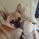 Veterinary Care Group - Astoria