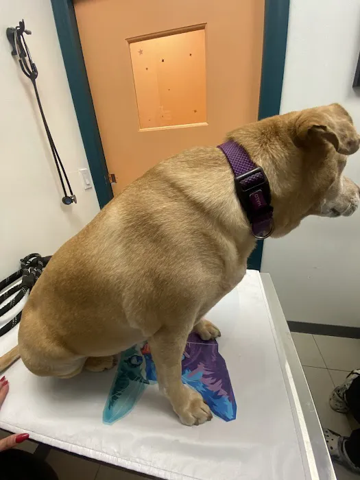 Veterinary Care Group - Astoria Picture 7