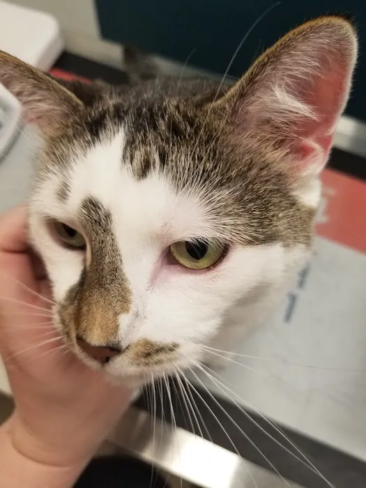 Veterinary Care Group - Astoria Picture 10