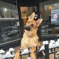 Animal Clinic of Long Island City ico