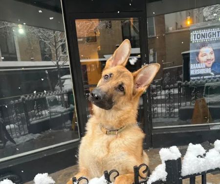 Animal Clinic of Long Island City