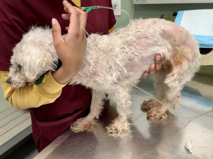 Animal Clinic of Long Island City Picture 7