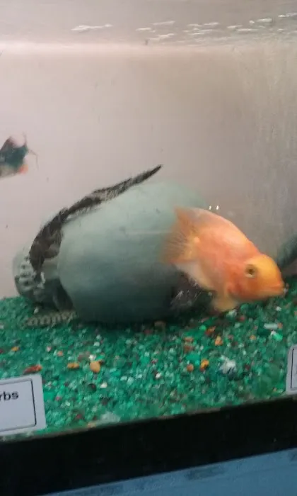 Brian's Tropical Aquarium & Pets Picture 5