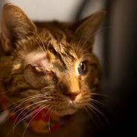 Veterinary Eye Center of New York City (Long Island City) ico