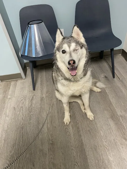 Veterinary Eye Center of New York City (Long Island City) Picture 2