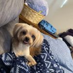 Hometown Pet Shop Pet Supplies & Dog Grooming