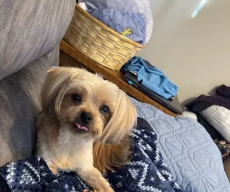 Hometown Pet Shop Pet Supplies & Dog Grooming