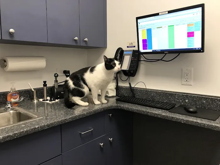 Court Square Animal Hospital Picture 4
