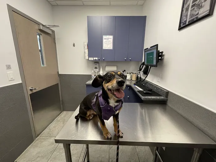 Court Square Animal Hospital Picture 3
