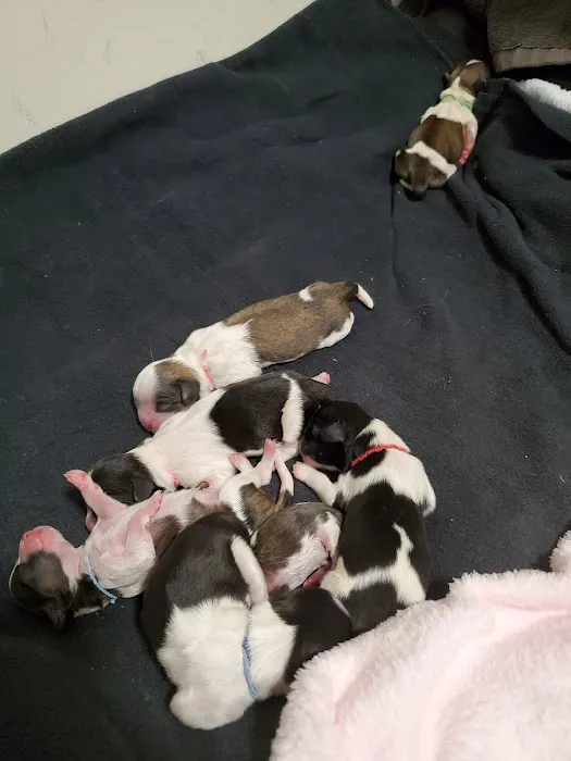 Court Square Animal Hospital Picture 7
