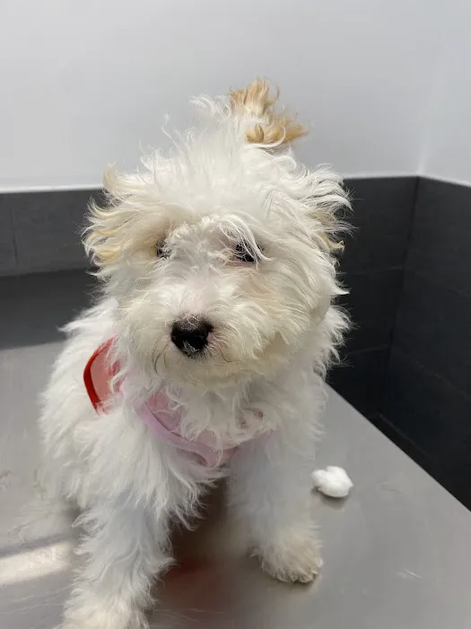 Court Square Animal Hospital Picture 9