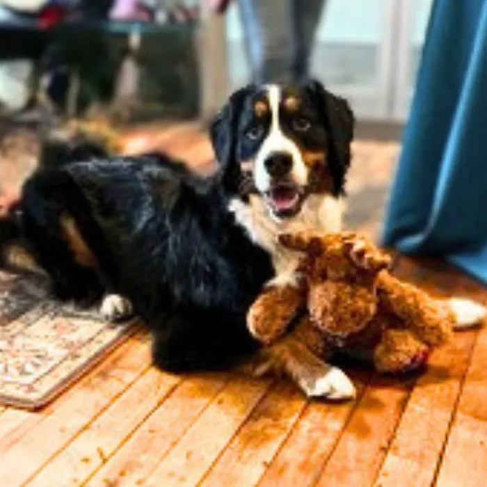 Buddy's A Pet's Store Picture 6