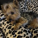 Veterinary Oncology Services