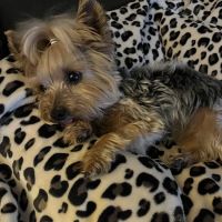 Veterinary Oncology Services ico