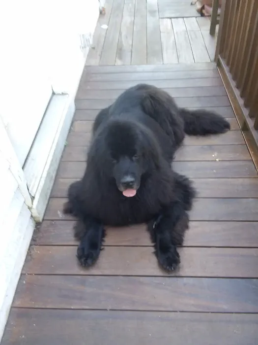 Mt Tully Kennels Picture 1