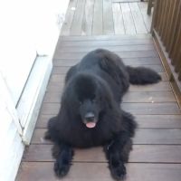 Mt Tully Kennels ico