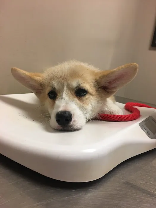 Bensonhurst Veterinary Care Picture 2