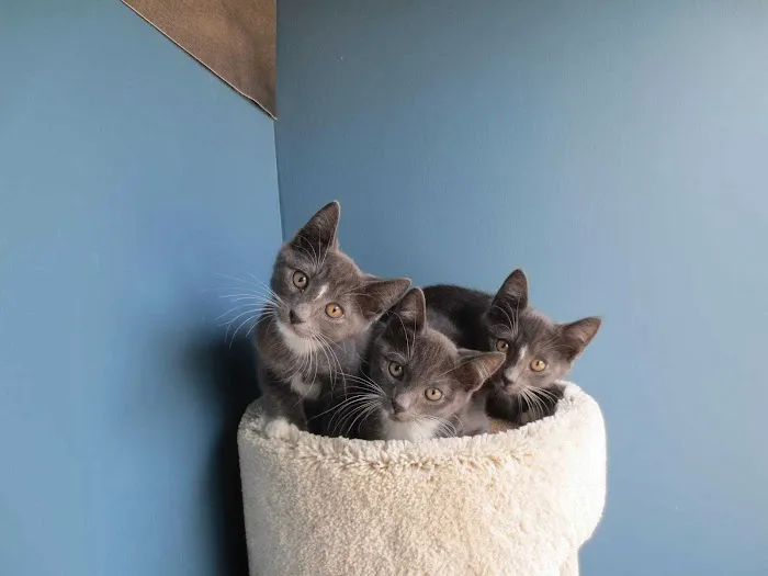 Bensonhurst Veterinary Care Picture 6