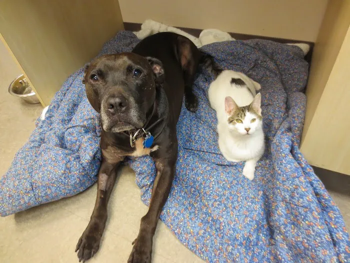 Bensonhurst Veterinary Care Picture 9