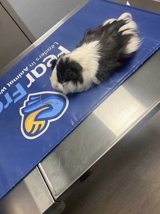 City Animal Veterinary Center Picture 4