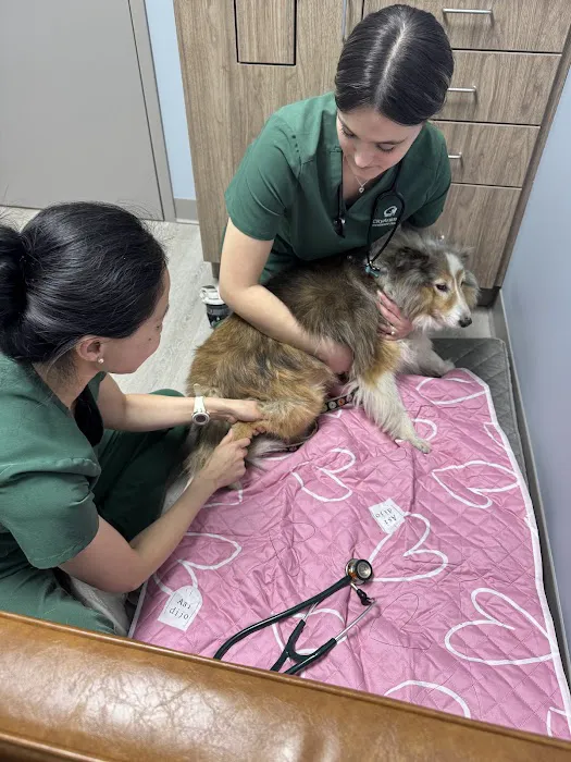 City Animal Veterinary Center Picture 1
