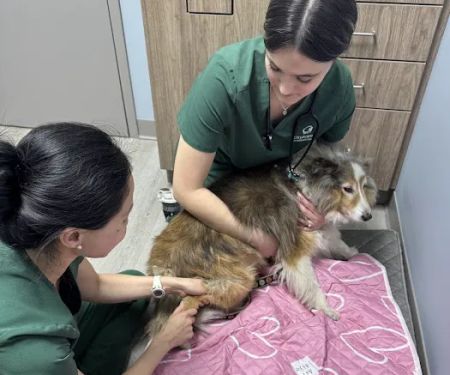 City Animal Veterinary Center