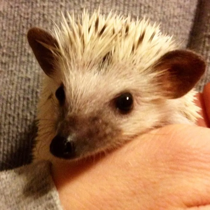 Halpine Hedgehogs Picture 7