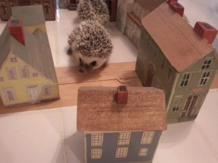 Halpine Hedgehogs Picture 5