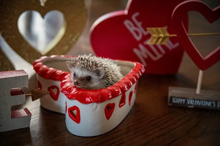Halpine Hedgehogs Picture 1