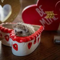 Halpine Hedgehogs ico