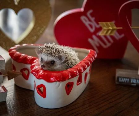 Halpine Hedgehogs