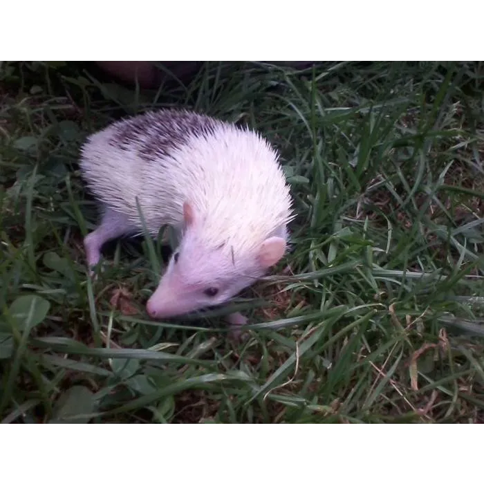 Halpine Hedgehogs Picture 8