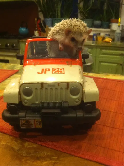 Halpine Hedgehogs Picture 2