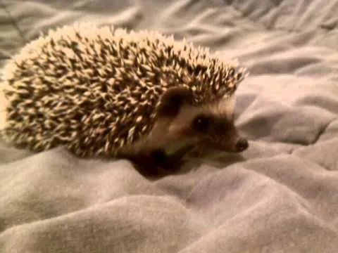 Halpine Hedgehogs Picture 6