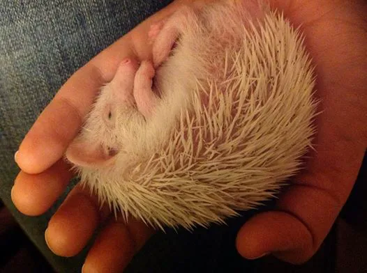 Halpine Hedgehogs Picture 10