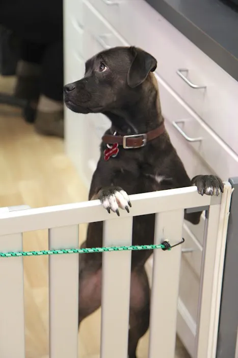 Alison Animal Hospital Picture 2