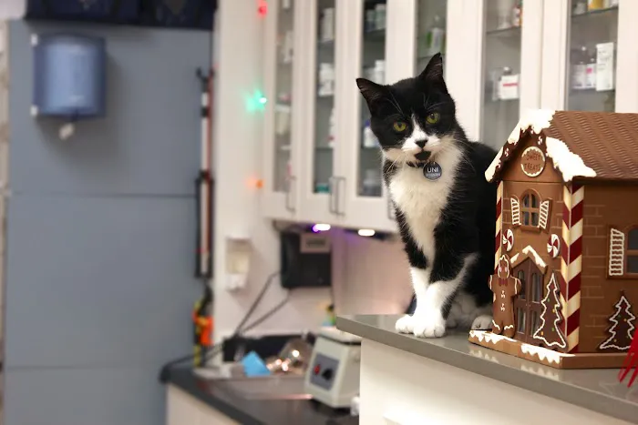 Alison Animal Hospital Picture 9