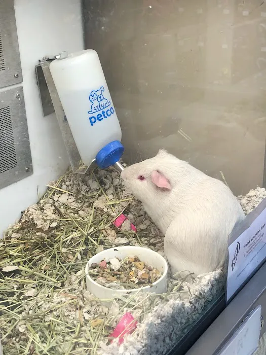 Petco Picture 9