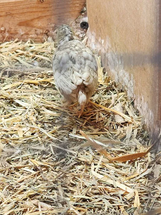 Brooklyn Farm & Pets & Hardware LLC Picture 2