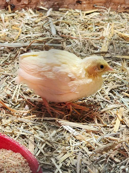Brooklyn Farm & Pets & Hardware LLC Picture 6