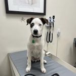 Animal Kind Veterinary Hospital