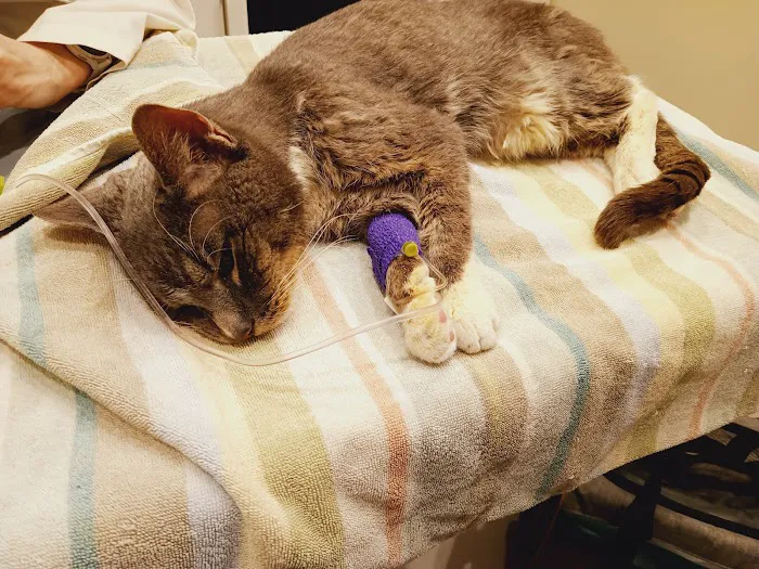 Animal Kind Veterinary Hospital Picture 2