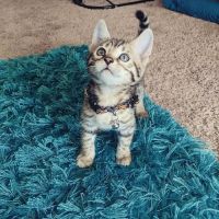 Daly's Cattery ico