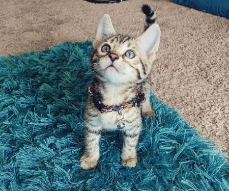 Daly's Cattery