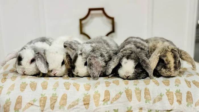 Aura Rose Rabbitry Picture 4