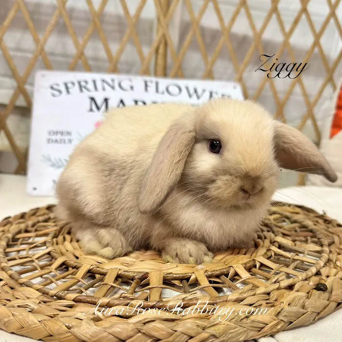 Aura Rose Rabbitry Picture 3