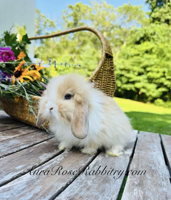 Aura Rose Rabbitry Picture 8
