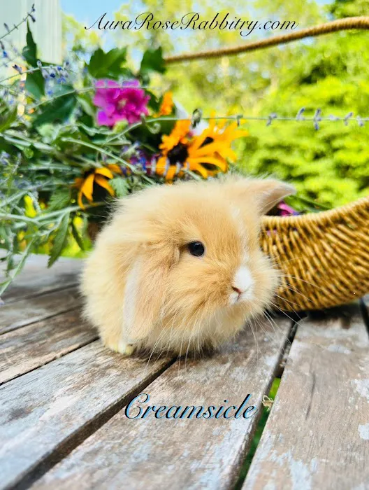 Aura Rose Rabbitry Picture 9